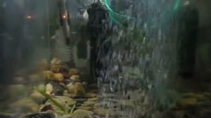 Гуппи и неоны в домашнем аквариуме