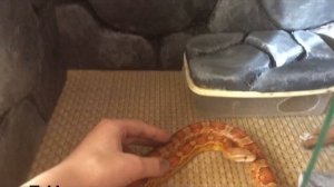 Как задекорировать домик для змеи / ящерицы своими руками