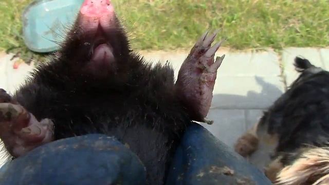 Крот огромный пищит и угрожает. смотреть онлайн