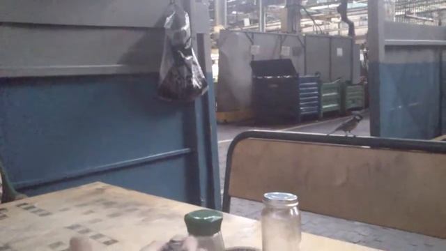 ручная синичка смотреть онлайн