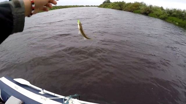 Ловля судака на джиг. Река Мста. Два отчета в одном видео. смотреть онлайн