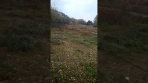 орнитологические сети для ловли птиц