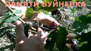 @Виноград 2018. Виноград Алвика и Памяти Буйненка в Полтаве