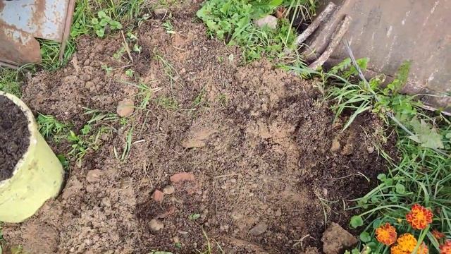 Как делить и пересаживать хризантемы-дубки осенью смотреть онлайн