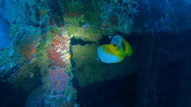 Scuba Diving the PRETTIEST Coral Reefs in South Ari Atoll 😍 Maldives Aggressor Liveaboard - 4K смотреть онлайн