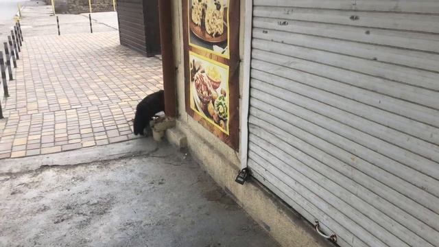 Гадаю на ромашке. Что загадала. смотреть онлайн