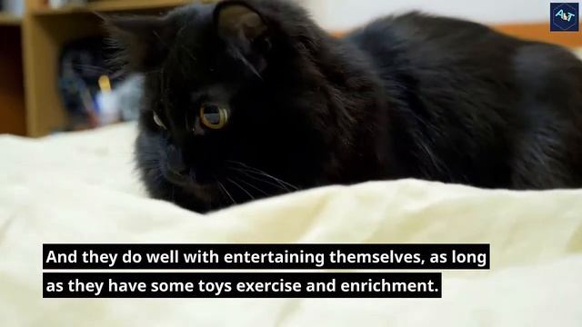 These Are 10 Best Cat Breeds for Apartment Living смотреть онлайн