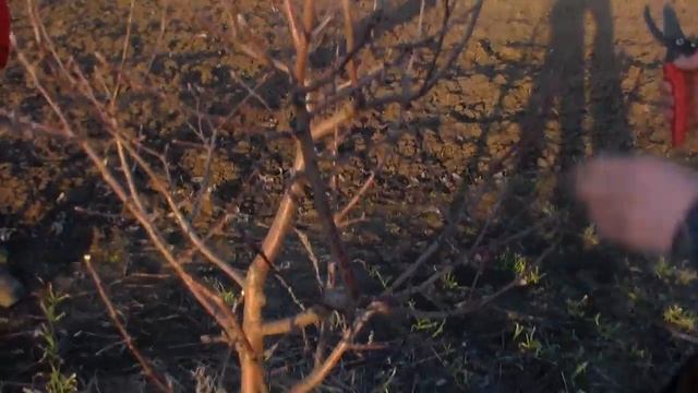 Обрезки деревьев.Весенняя обрезка четырёхлетней яблони. смотреть онлайн