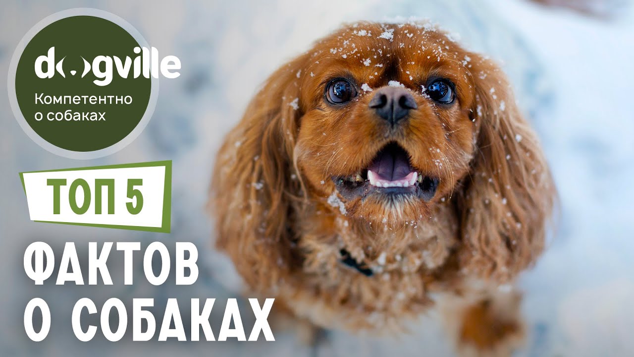 ТОП 5 ФАКТОВ о собаках смотреть онлайн