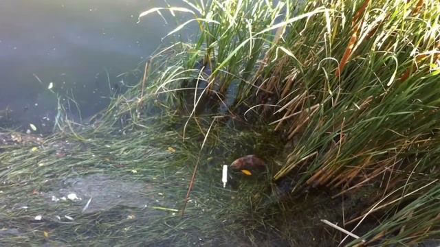 НА ПРОГУЛКЕ УВИДИЛИ ВЫДРУ И ЗМЕЮ!!! смотреть онлайн