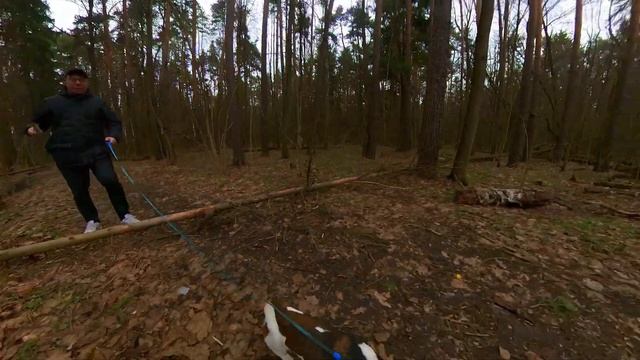 Тимирязевский лес /Джек Рассел Терьер/ Охота смотреть онлайн