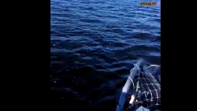 Кириково. Ловля крупного окуня! смотреть онлайн