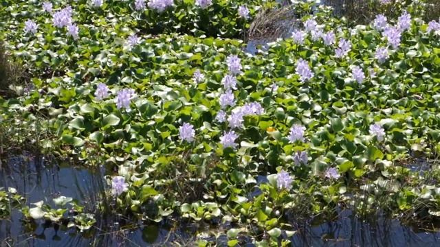 ЦВЕТУЩИЙ ВОДНЫЙ ГИАЦИНТ (Eichornia crassipes) Так он растёт в естественных условиях в Малайзии смотреть онлайн