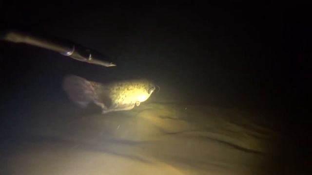 Сейм ночной. Ночная подводная охота. смотреть онлайн