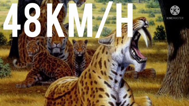 Smilodon populator vs Eurasian scimitar cat - who would win смотреть онлайн