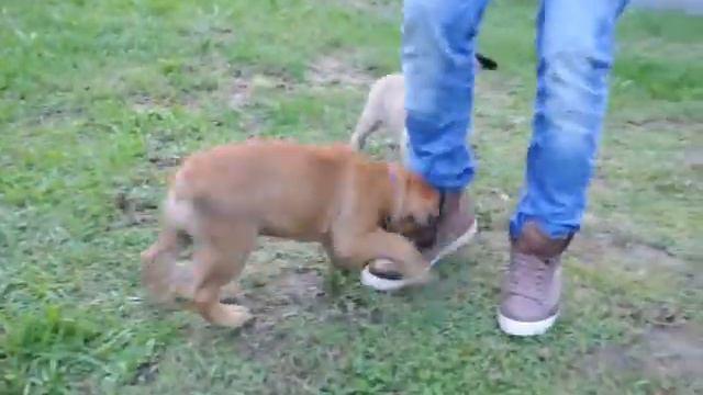 bullmastiff puppy смотреть онлайн