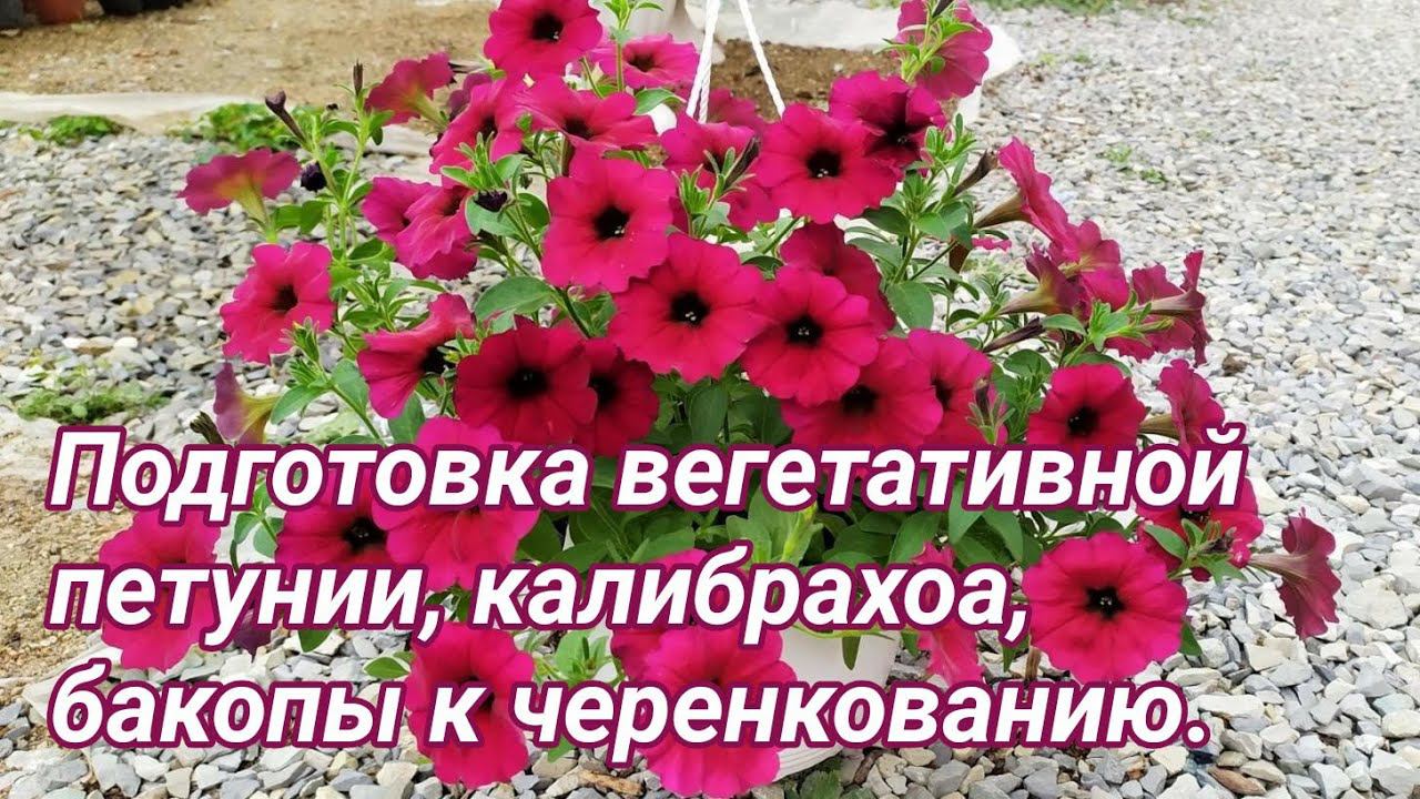 Подготовка вегетативной петунии, калибрахоа и бакопы к черенкованию. смотреть онлайн