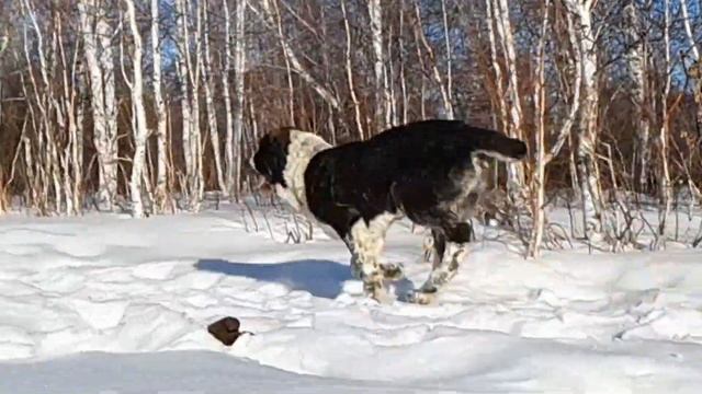 щенок Алабая 4 месяца. смотреть онлайн