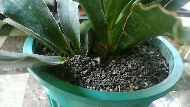 Sansevieria Malawi Midnight