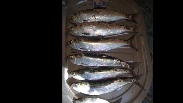 ПРОСТО РЫБАЛКА СТРЕЛЕЦКАЯ БУХТА / СЕВАСТОПОЛЬ смотреть онлайн