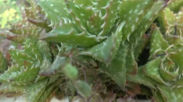 Aloe juvenna - grow & care (Tiger tooth aloe) смотреть онлайн