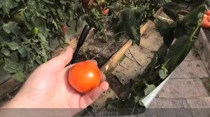 ? Томат ПАЛАДИН F1| Вятская селекция| Самый лучший томат в текущем году