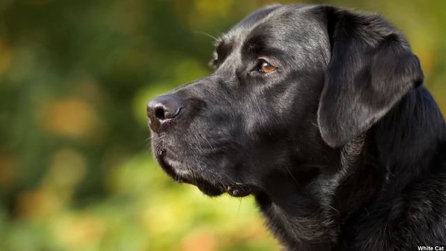 Лабрадор или Ретривер. Чем отличаются породы? Кто лучше? смотреть онлайн