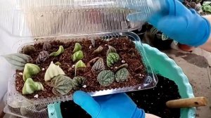 Комнатные растения. Пеперомия.