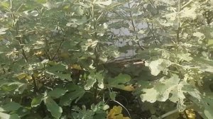 болезни инжира. чем обрабатывать.