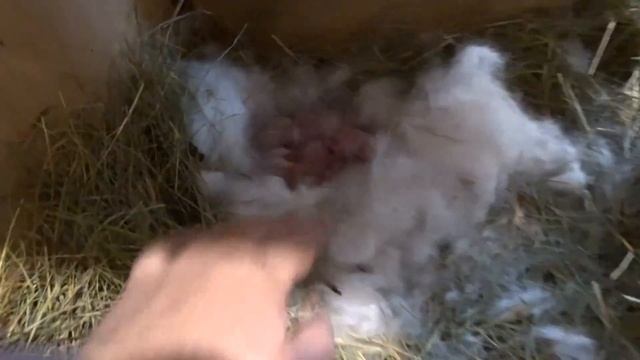 Окролы глухой зимой в помещении смотреть онлайн