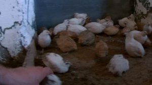 Содержание перепелов в вольере. Перепелам 35 дней.