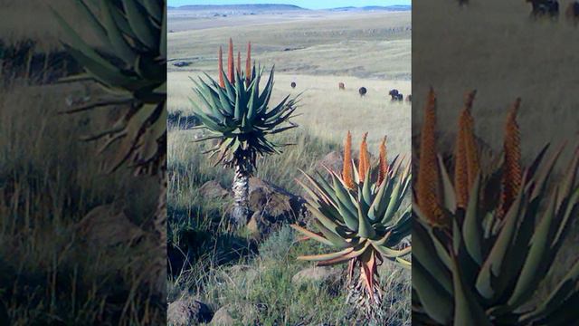 Thembuland | Wikipedia audio article смотреть онлайн