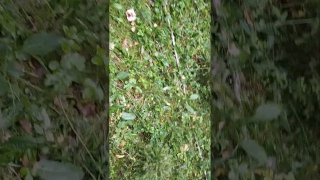 Сентябрь, грибы, суббота смотреть онлайн