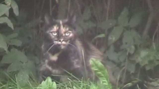 Можайск - Верея - Наро-Фоминск смотреть онлайн