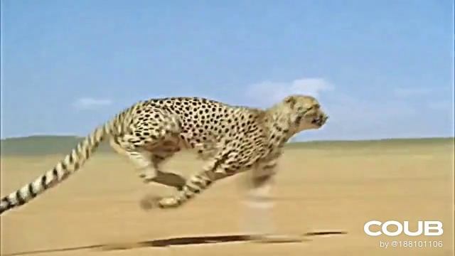 1609973379_looped_1609973378 (1).mp4 смотреть онлайн