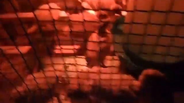 новый брудер для наших индюшат, всемирное переселение смотреть онлайн