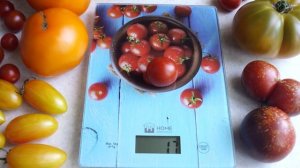 Вкусные помидоры, которые хочется сажать каждый год! Сорт томата Спенсер.