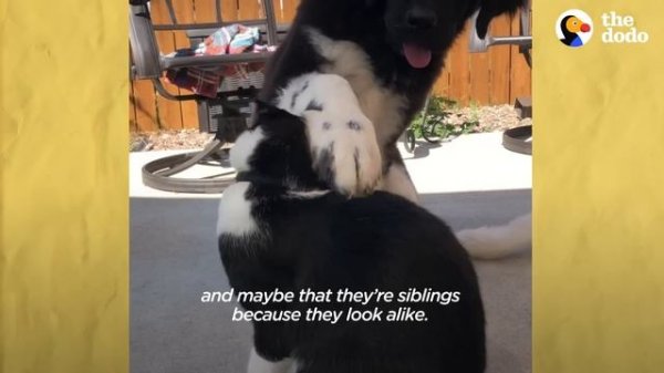 Giant Dog's Emotional Support Animal Is A Cat | The Dodo