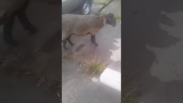 Ид курбон муборак кадоми гусфанд гирифтан хоха каментарияда нависе смотреть онлайн