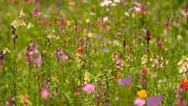 Медитация для снижения тревоги, спокойствия и расслабления /Приложение для медитации Здесь и Сейчас смотреть онлайн