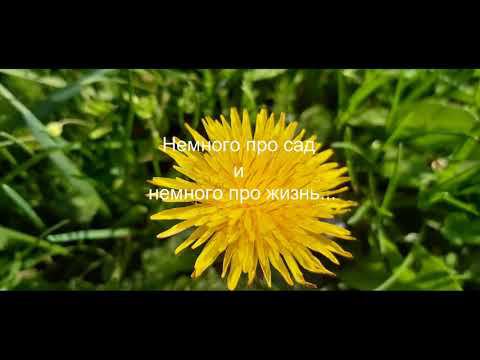 Немного про сад и немного про жизнь смотреть онлайн