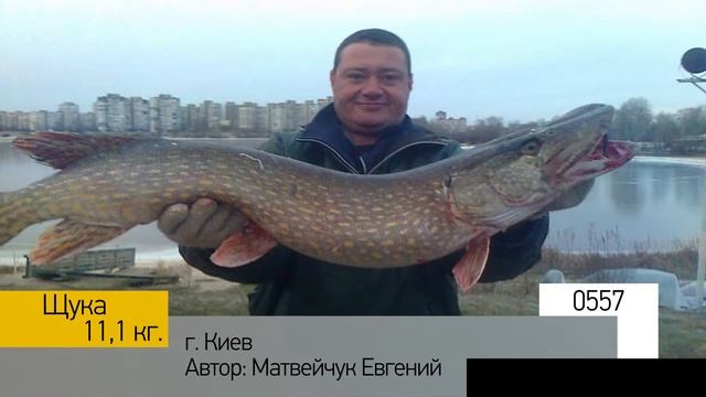 Фотоальбом - Рыбалка №111 смотреть онлайн