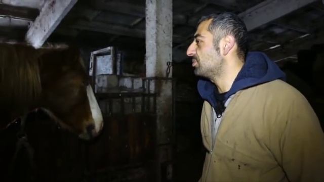 Кобыла, которую нашли спустя несколько месяцев после кражи #horse смотреть онлайн