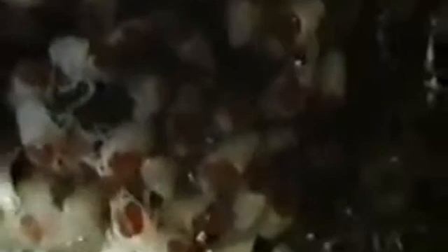 Размножение раков смотреть онлайн