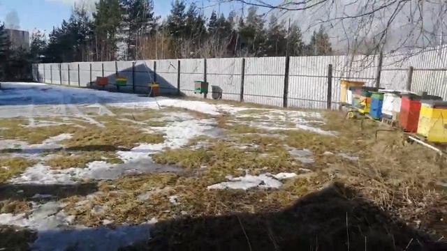 Не большой облет пчелы!! смотреть онлайн