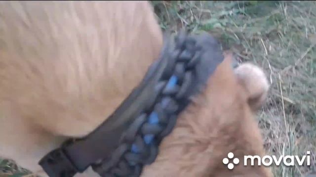 ВЛОГ! УРА ПЕРВЫЙ ВЛОГ / ХАНААНСКАЯ СОБАКА смотреть онлайн