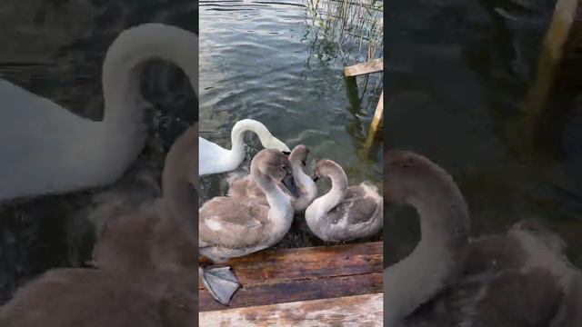 Белые лебеди с птенцами, очень близкие съемки #Shorts смотреть онлайн