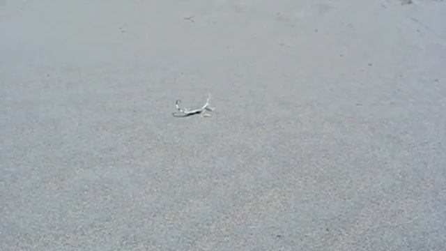 песчаная круглоголовка - Phrynocephalus inerscapularis смотреть онлайн