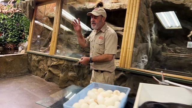 Giant Python Egg Clutch and I feed the Infertile's to my Lizards? смотреть онлайн