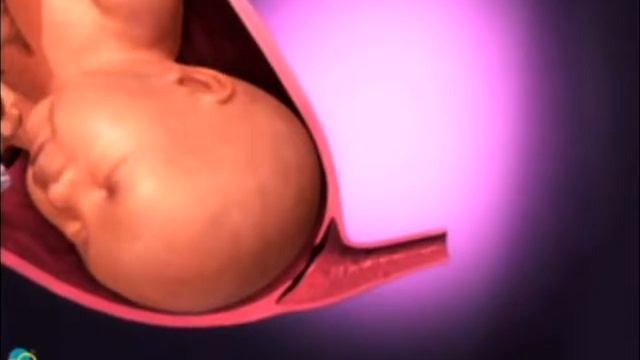 Взгляд на беременность изнутри роды Видео 3D смотреть онлайн